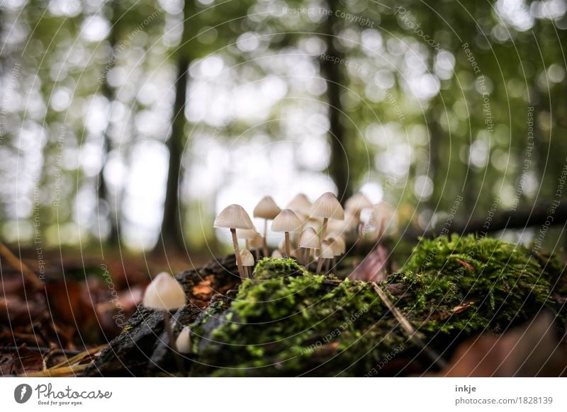 Helmlinge Natur Pflanze Tier Herbst Schönes Wetter Baum Moos Wald Waldboden Pilz Unschärfe Wachstum klein saftig viele grün mehrere Farbfoto Außenaufnahme