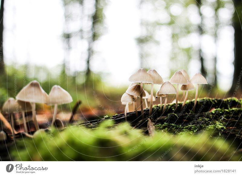 mini Lampenschirmpilze Natur Pflanze Tier Herbst Moos Wald Waldboden Pilz Lamelle Wachstum klein viele ungenießbar mehrere beige Fadenhelmling Farbfoto