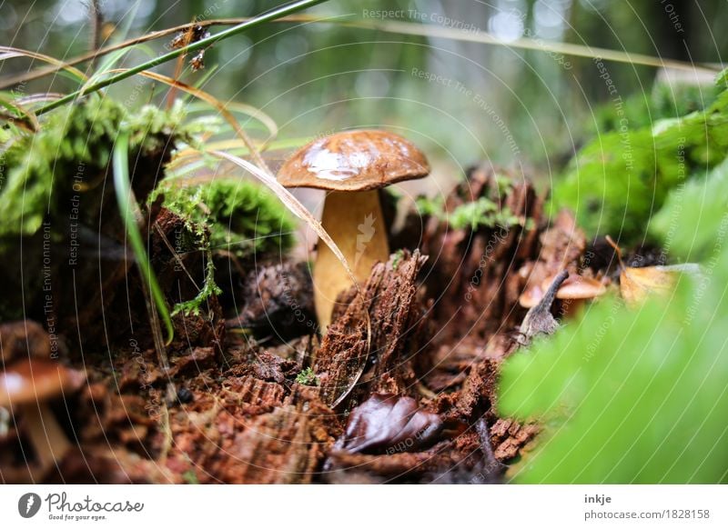 Marone nach dem Regen Natur Herbst Gras Moos Waldboden Pilz Maronenröhrling Speisepilz entdecken stehen Wachstum braun essbar Farbfoto Außenaufnahme Nahaufnahme