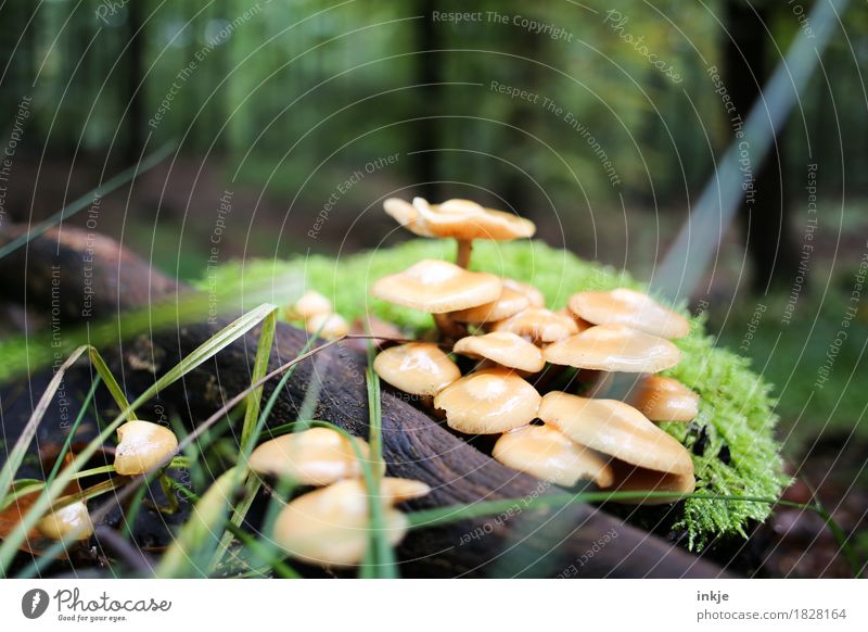 Saftlinge Umwelt Natur Pflanze Tier Herbst Moos Wald Waldboden Pilz Wachstum natürlich saftig grün mehrere ungenießbar Farbfoto Außenaufnahme Nahaufnahme