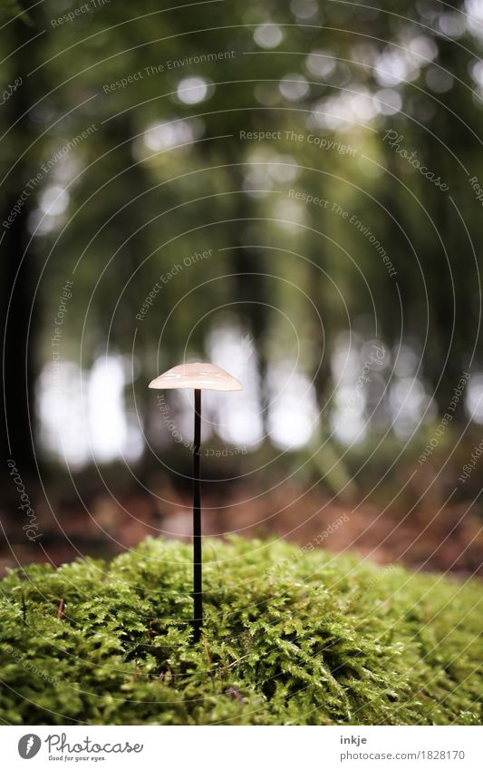 Ein Pilz - aus dem Boden geschossen. Herbst Klima Moos Wald Waldboden Wachstum dünn klein lang braun grün Natur einzeln Helmling Farbfoto Außenaufnahme