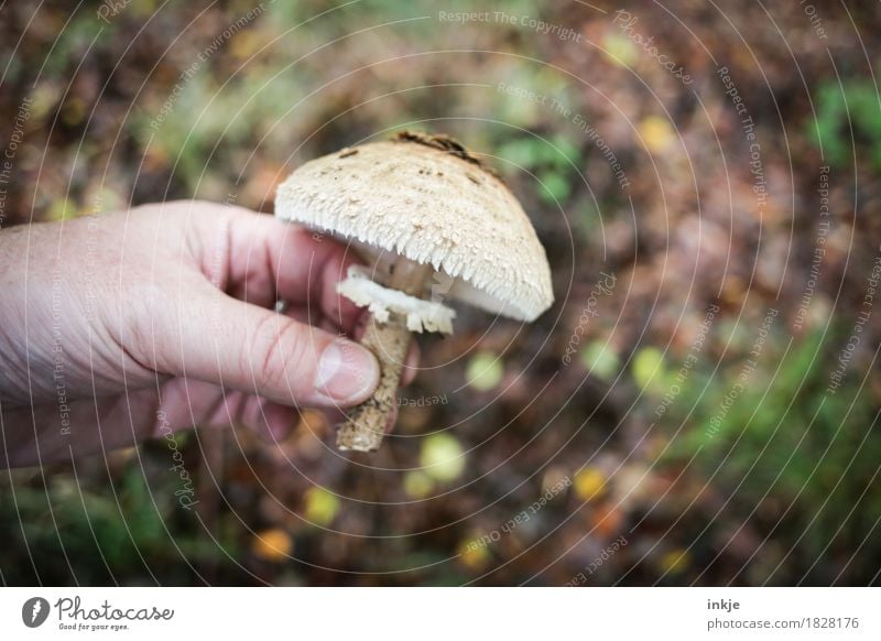 Riesenschirmling Ernährung Freizeit & Hobby Pilzsucher Mann Erwachsene Leben Hand Natur Herbst Speisepilz festhalten braun essbar finden Suche Farbfoto