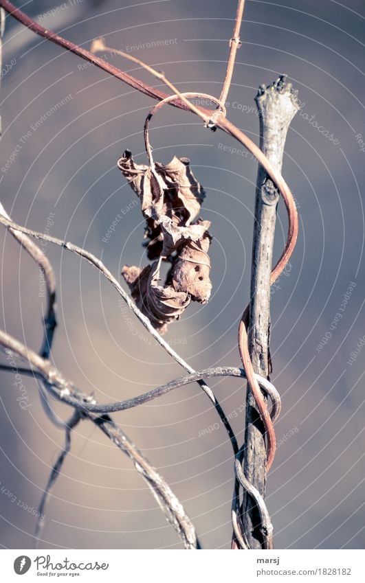 Herbstliches Abhängen Natur Pflanze Blatt Ast authentisch gruselig braun Traurigkeit Tod Müdigkeit Unlust Enttäuschung Einsamkeit Erschöpfung Senior Ende