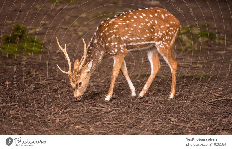 Männchen der jungen Mittellaufrotwild, das Lebensmittel auf dem Boden sucht Natur Tier Park füttern elegant braun gelb Halswirbel Achsenhirsch Bock Axishirsche