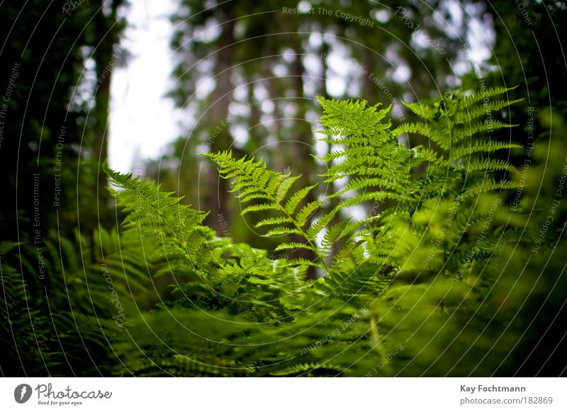 grün ;) Natur Pflanze Sommer Farn Wald schön Farbfoto Außenaufnahme Nahaufnahme Menschenleer Tag Schwache Tiefenschärfe Froschperspektive