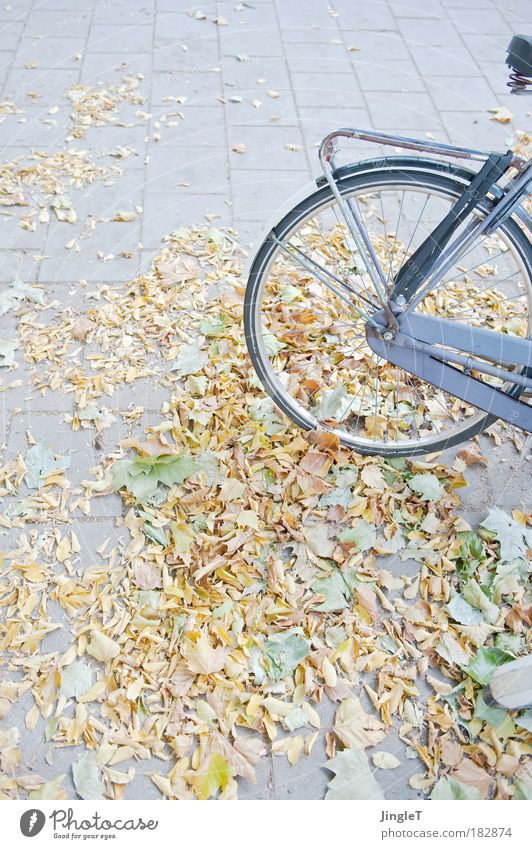 gegen die Schwerkraft Farbfoto Außenaufnahme Textfreiraum links Textfreiraum oben Tag Licht Starke Tiefenschärfe Ausflug Umwelt Herbst Schönes Wetter Amsterdam