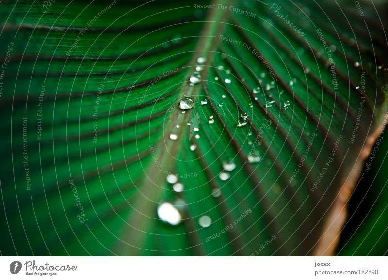 Nano Farbfoto Makroaufnahme Textfreiraum links Textfreiraum oben Tag Reflexion & Spiegelung Schwache Tiefenschärfe Natur Regen Pflanze Grünpflanze ästhetisch