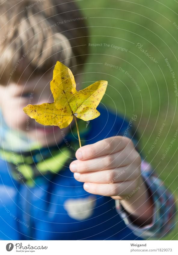 Goldschatz Kindererziehung Kindergarten Mensch Junge Hand 3-8 Jahre Kindheit festhalten Herbst Blatt gelb Natur Familie & Verwandtschaft Farbfoto Außenaufnahme