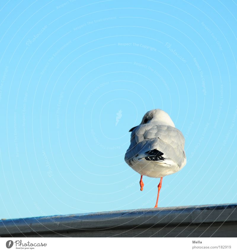 Anders sein Natur Himmel Wolkenloser Himmel Geländer Reling Tier Wildtier Vogel Möwe 1 Blick stehen außergewöhnlich frei einzigartig blau Zufriedenheit