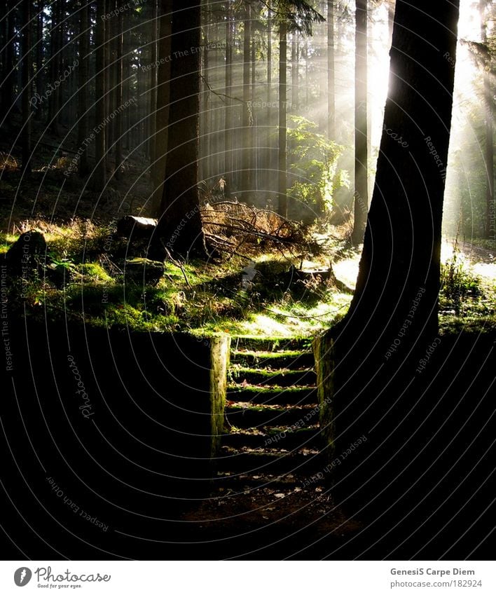 Treppe im Wald Farbfoto Außenaufnahme Textfreiraum unten Schatten Kontrast Lichterscheinung Sonnenlicht Sonnenstrahlen Gegenlicht Natur Landschaft Pflanze Baum