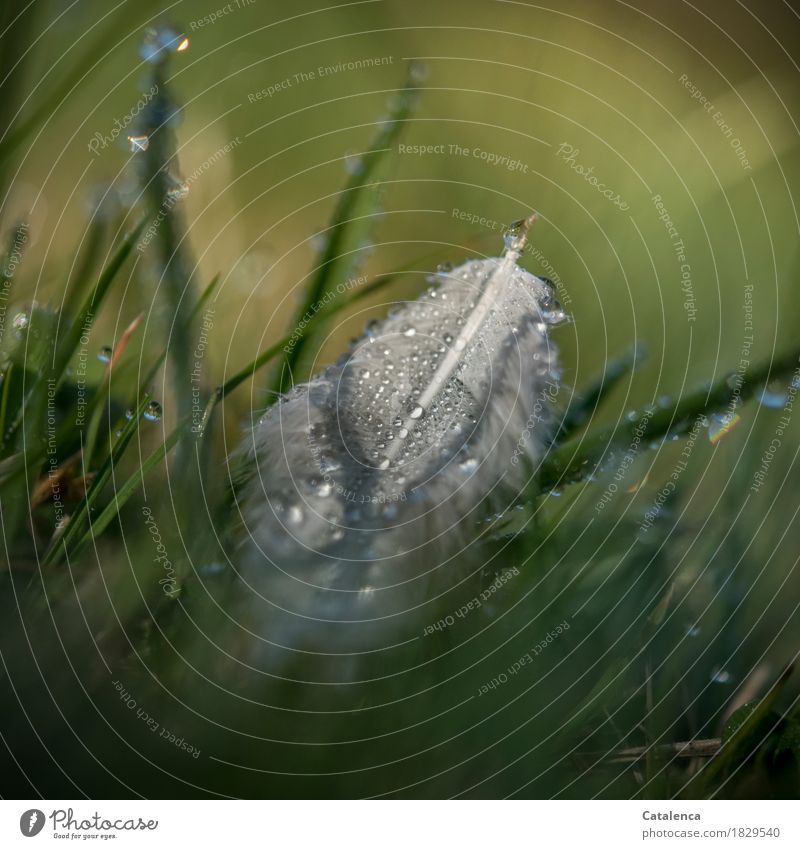 Im Frühtau, nasse Feder im Gras Natur Pflanze Wassertropfen Herbst Wetter Garten Wiese glänzend gelb grau grün weiß Stimmung friedlich unbeständig