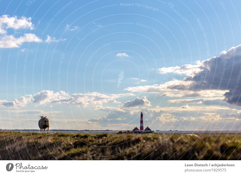 "Ob ich wohl auch auf den Leuchturm darf?" ... Landschaft Himmel Wolken Sonnenlicht Frühling Schönes Wetter Gras Sträucher Hügel Küste Nordsee Turm Leuchtturm