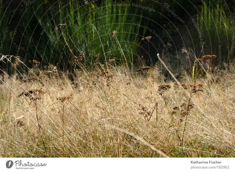 Wildwuchs Natur Landschaft Pflanze Herbst Gras Sträucher Wildpflanze Wiese braun grün Feld Heu Farbfoto Außenaufnahme Menschenleer Tag