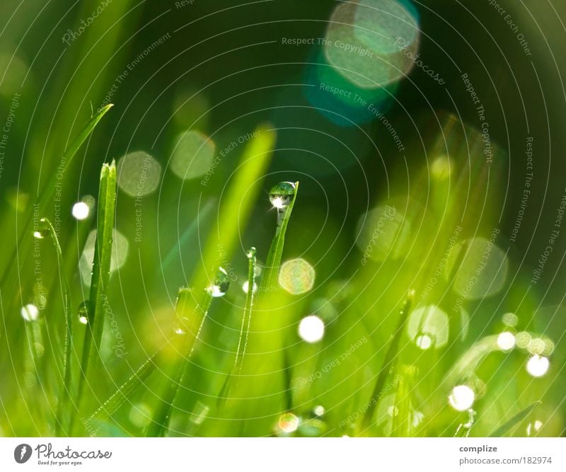 Tauperle Farbfoto Außenaufnahme Makroaufnahme Morgen Reflexion & Spiegelung Sonnenstrahlen Froschperspektive harmonisch Wohlgefühl Erholung Wassertropfen