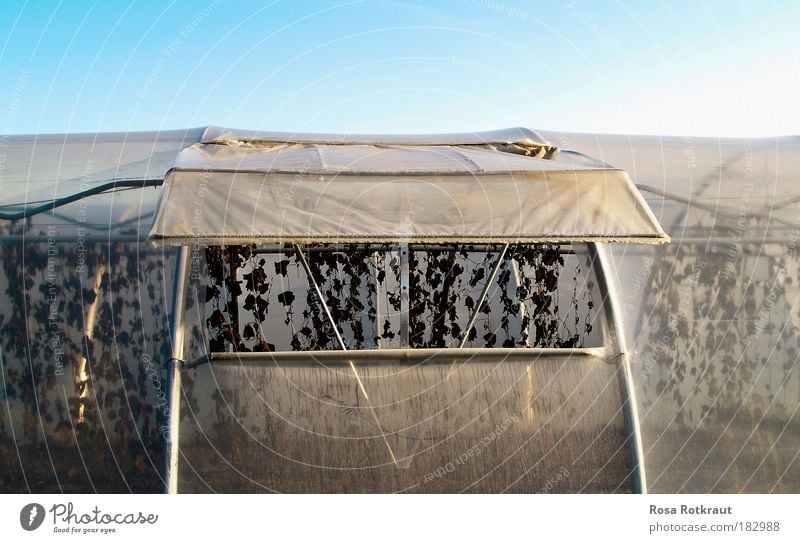 almeria Umwelt Natur Pflanze Erde Wolkenloser Himmel Herbst Nutzpflanze Feld Stadtrand alt hängen verblüht dehydrieren Wachstum kalt blau silber weiß