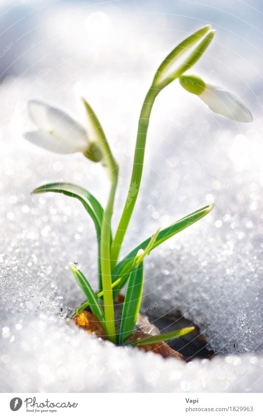 Frühlings Schneeglöckchen Blumen schön Leben Winter Garten Umwelt Natur Pflanze Wassertropfen Schönes Wetter Gras Blatt Blüte Park Wiese Wald Blumenstrauß