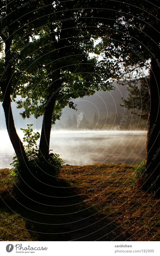 am See Natur Landschaft Sonnenlicht Sommer Schönes Wetter Nebel Baum Wiese Wald Küste Seeufer atmen Erholung glänzend genießen braun gelb gold grün