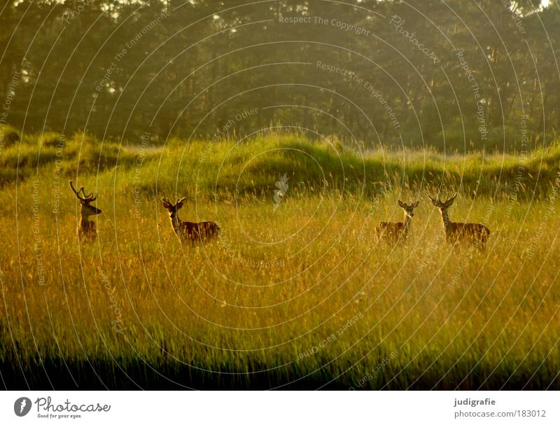 Hafen Farbfoto Außenaufnahme Abend Umwelt Natur Landschaft Pflanze Tier Gras Küste Ostsee Wildtier 4 Herde warten ästhetisch elegant frei natürlich wild