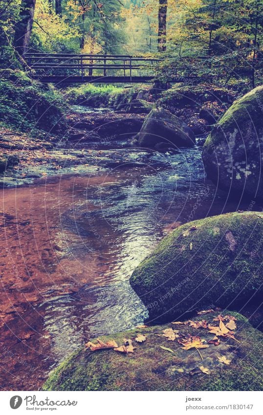 Ferien Natur Landschaft Herbst Schönes Wetter Moos Wald Felsen Bach Brücke Wege & Pfade braun gelb grün Idylle Blatt Farbfoto mehrfarbig Außenaufnahme