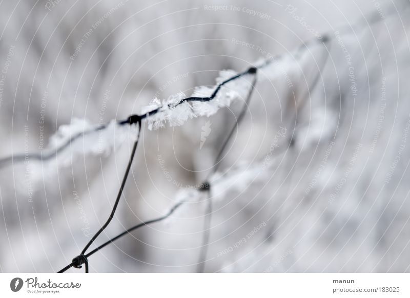 frozen Außenaufnahme Nahaufnahme Detailaufnahme abstrakt Muster Strukturen & Formen Textfreiraum rechts Textfreiraum oben Hintergrund neutral Morgen Tag Licht