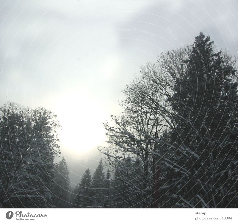 Tannheimer Winternebel Nebel Baum Wald schnee. winter tannheim