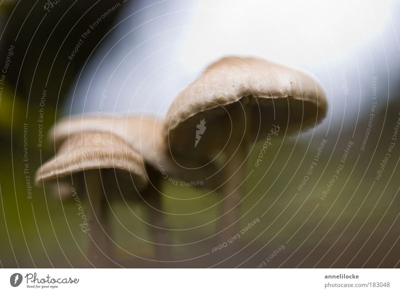 Unterschlupf Außenaufnahme Makroaufnahme Hintergrund neutral Tag Silhouette Froschperspektive Lebensmittel Pilz Ernährung Bioprodukte Ausflug Umwelt Natur