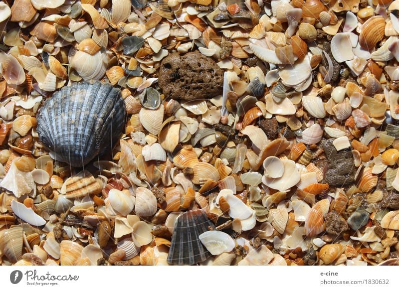 Muschelstrand harmonisch Erholung Schwimmen & Baden Ferien & Urlaub & Reisen Ausflug Ferne Sommer Sommerurlaub Sonne Strand Meer Natur Urelemente Sand Wasser