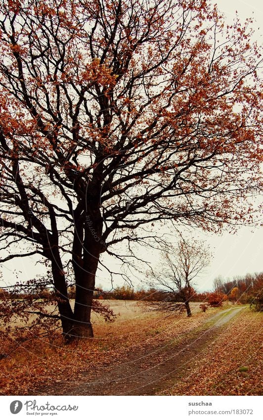 immer geradeaus .. Farbfoto Gedeckte Farben Außenaufnahme Menschenleer Abend Dämmerung Umwelt Natur Landschaft Pflanze Erde Herbst Klima Klimawandel Wetter Wind