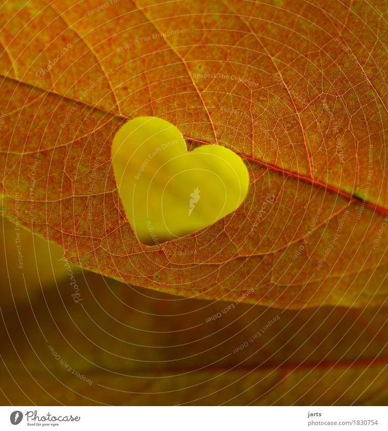 herzblatt Herbst Pflanze Blatt Herz natürlich schön gelb orange Verliebtheit Liebe Natur Farbfoto mehrfarbig Nahaufnahme Detailaufnahme Menschenleer