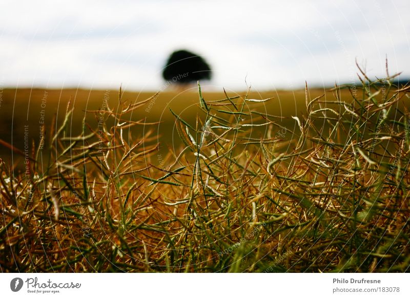 Erbsen auf halb sechs Farbfoto Außenaufnahme Nahaufnahme Tag Sonnenlicht Unschärfe Zentralperspektive Lebensmittel Gemüse Natur Pflanze Sommer Grünpflanze Feld