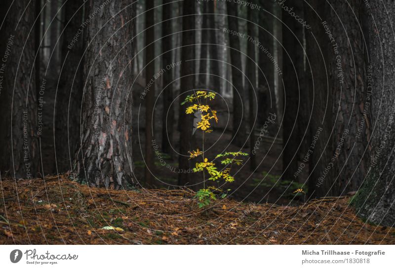 klein & groß Landwirtschaft Forstwirtschaft Umwelt Natur Landschaft Pflanze Herbst Nebel Baum Wildpflanze Wald Holz Blühend leuchten Wachstum dunkel hell