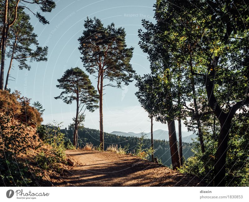 Hinweg Ferien & Urlaub & Reisen Tourismus Ausflug Berge u. Gebirge wandern Umwelt Natur Landschaft Pflanze Baum Wald Pfälzerwald Mittelgebirge Wege & Pfade