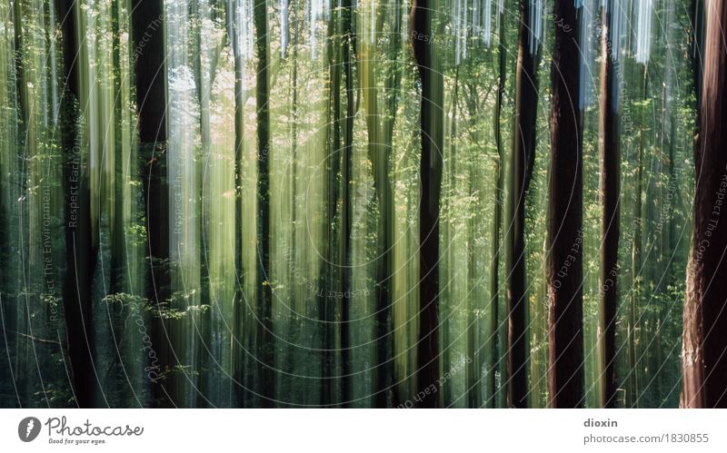 Man sollte nicht alles essen, was man im Wald findet! Ausflug Kunst Umwelt Natur Pflanze Baum Berge u. Gebirge Pfälzerwald natürlich Farbfoto Außenaufnahme