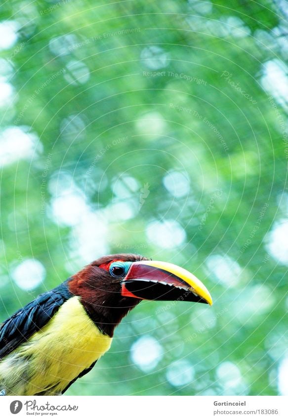 Grünarassari Zoo Umwelt Tier Sommer Wildtier Vogel Tiergesicht Flügel grünarassari Pteroglossus viridis Tukane exotisch mehrfarbig Blendenfleck Tierporträt