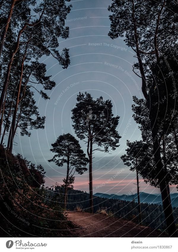 Rückweg Ferien & Urlaub & Reisen Ausflug Berge u. Gebirge wandern Umwelt Natur Landschaft Pflanze Pfälzerwald Mittelgebirge Wege & Pfade Fußweg natürlich