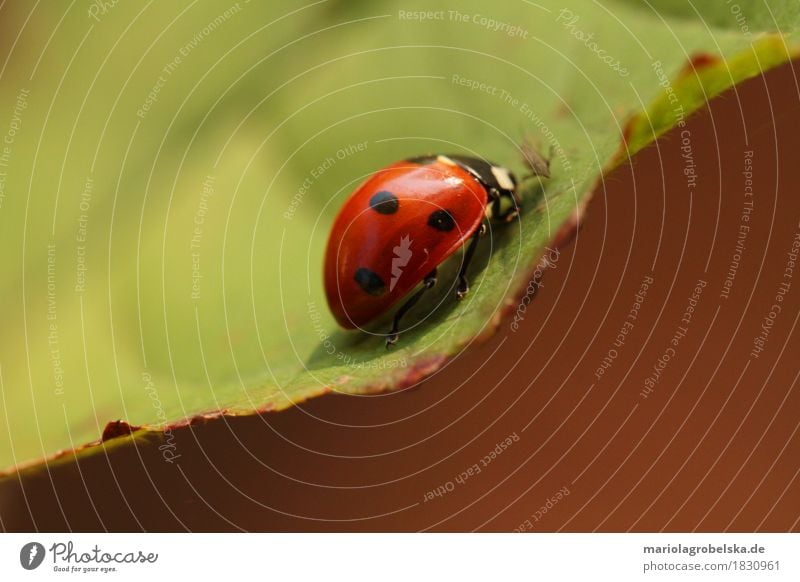 Glücksbringer Natur Pflanze Tier Herbst Garten Käfer ruhig Farbfoto Gedeckte Farben Außenaufnahme Makroaufnahme Freisteller Tag Schatten Unschärfe