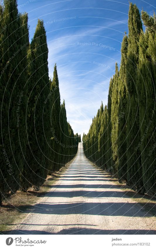 der weg ist das ziel Farbfoto Außenaufnahme Menschenleer Licht Schatten Zentralperspektive elegant Häusliches Leben Allee Pflanze Himmel Baum Grünpflanze