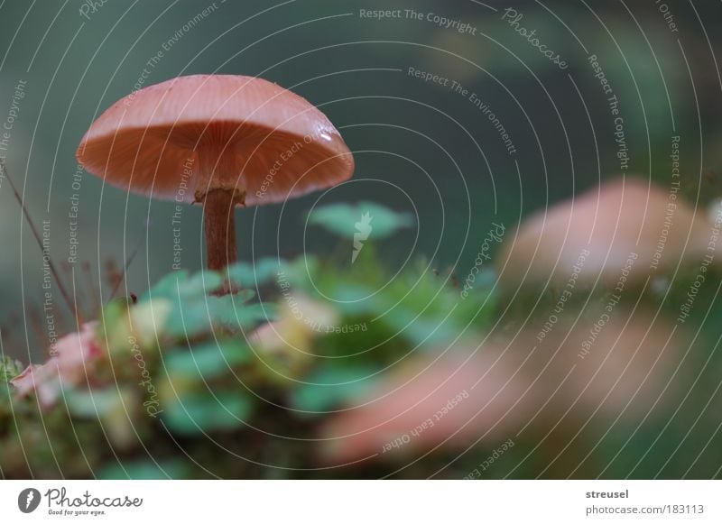 Waldpilz Natur Pflanze Herbst Pilz Moor Sumpf stehen Wachstum warten ästhetisch frisch schön braun grün achtsam ruhig Reinheit bescheiden Traurigkeit Einsamkeit