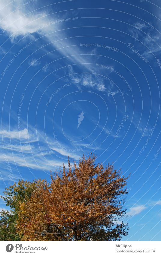 Strömung Farbfoto Außenaufnahme Luftaufnahme Menschenleer Tag Licht Sonnenlicht Weitwinkel Natur Landschaft Himmel Wolken Herbst Schönes Wetter Park