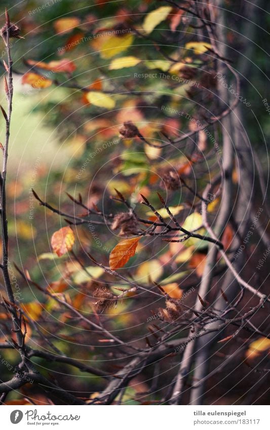 bunt Farbfoto Außenaufnahme Muster Menschenleer Textfreiraum Mitte Schwache Tiefenschärfe Umwelt Natur Herbst Baum Blatt Park alt verblüht natürlich schön