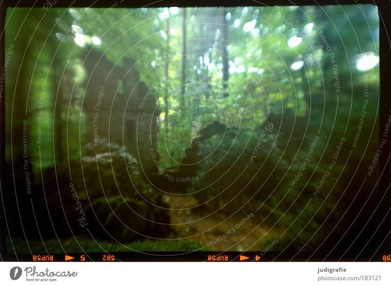 Im Wald Farbfoto Außenaufnahme Tag Unschärfe Umwelt Natur Landschaft Pflanze Baum Moos dunkel gruselig grün Einsamkeit Frieden Idylle Tod Friedhof Ruine Grab