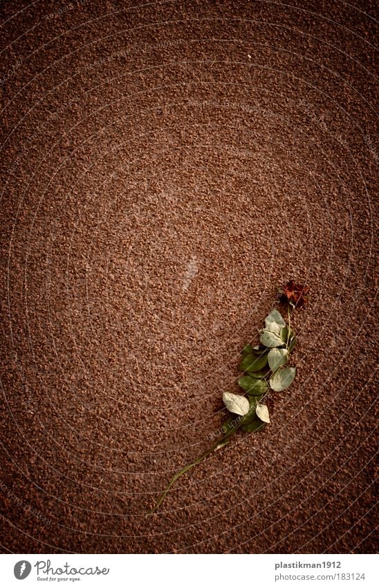 vergessene Liebe Farbfoto Außenaufnahme Blume Rose zerdrückt Rollfeld