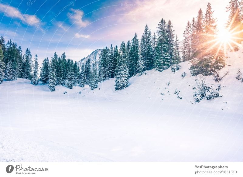 Wintersonnenschein im Wald Freude Ferien & Urlaub & Reisen Sonne Schnee Winterurlaub Berge u. Gebirge Weihnachten & Advent Silvester u. Neujahr Wetter Baum