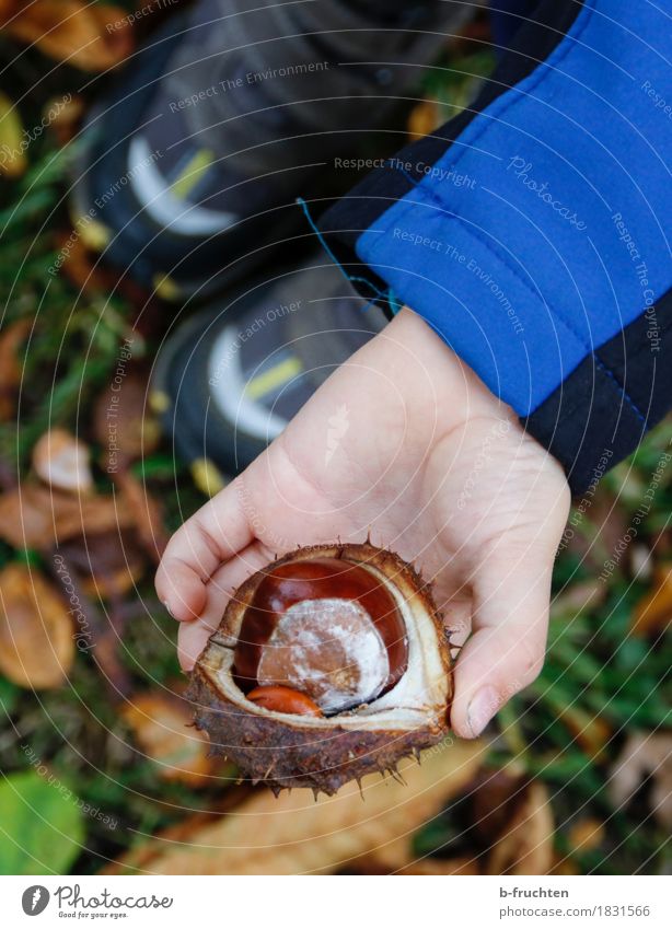 Kastanie wandern Junge 3-8 Jahre Kind Kindheit Herbst stehen kastanienschale Hand Finger Waldboden Blatt zeigen Sammlung finden Farbfoto Außenaufnahme Tag