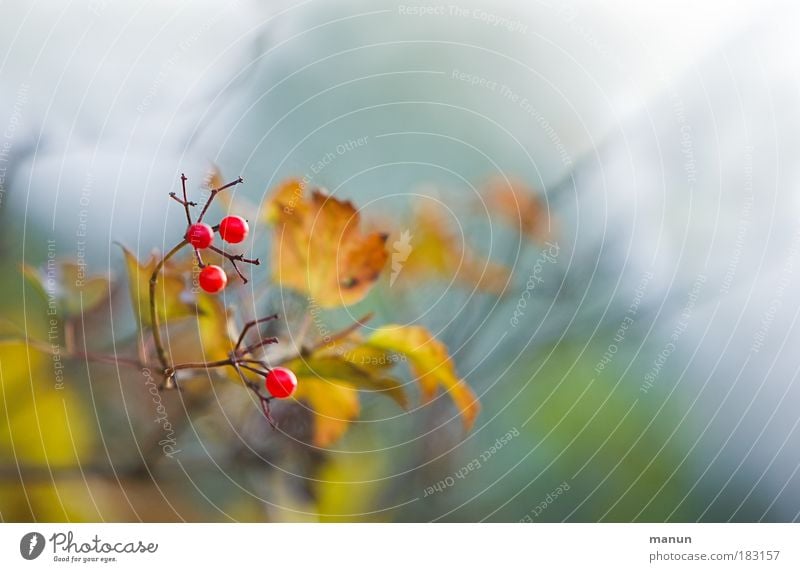 Beeriger Herbst Farbfoto Außenaufnahme Textfreiraum rechts Textfreiraum oben Hintergrund neutral Tag Unschärfe Zentralperspektive Sinnesorgane Erholung ruhig