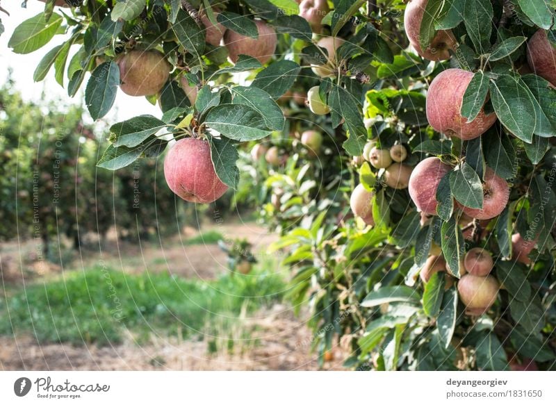 Roter Apfel Baum Frucht Garten Gartenarbeit Natur Pflanze Herbst Blatt Wachstum frisch saftig rot Obstgarten Hintergrundbeleuchtung Ast Bauernhof Ackerbau