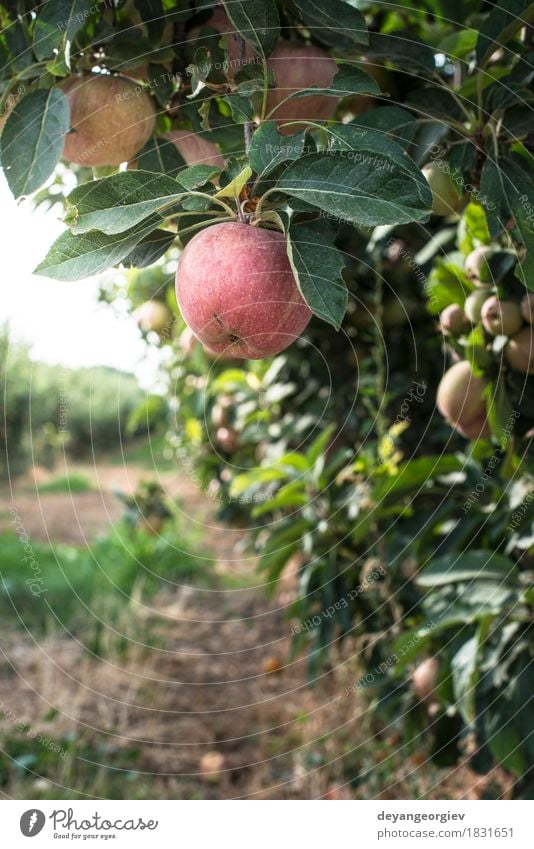 Roter Apfel Baum Frucht Garten Gartenarbeit Natur Pflanze Herbst Blatt Wachstum frisch saftig rot Obstgarten Hintergrundbeleuchtung Ast Bauernhof Ackerbau