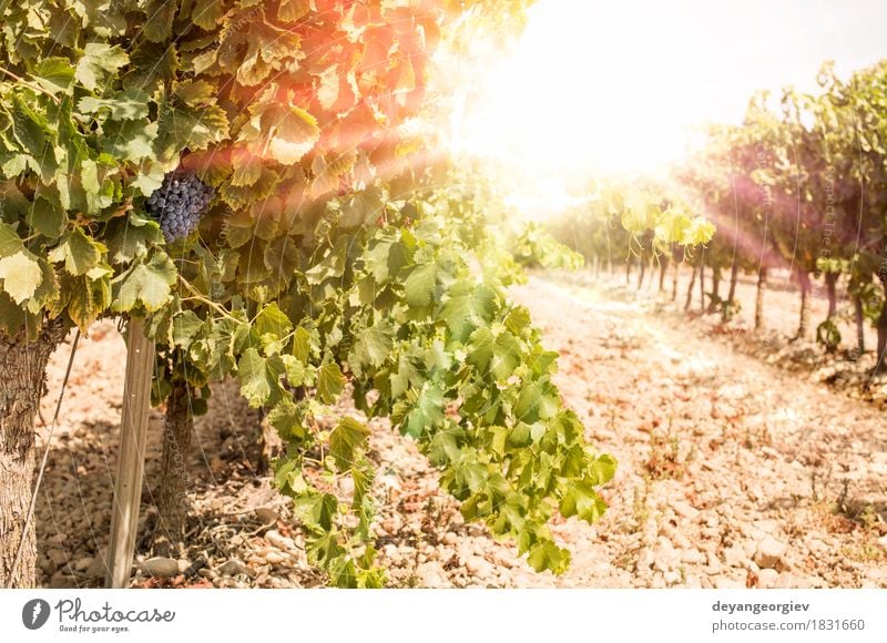 Weinberge am Sonnenuntergang. Ferien & Urlaub & Reisen Sommer Natur Landschaft Pflanze Herbst Wachstum heiß hell rot Rochen Weingut Bauernhof Ackerbau Feld