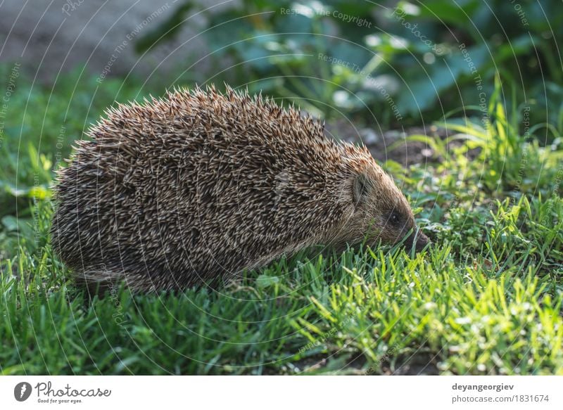 Igel Sommer Garten Natur Pflanze Tier Gras Wald klein natürlich stachelig wild braun grün Rasen Säugetier Tierwelt Borsten Verteidigung Nadel Schnauze