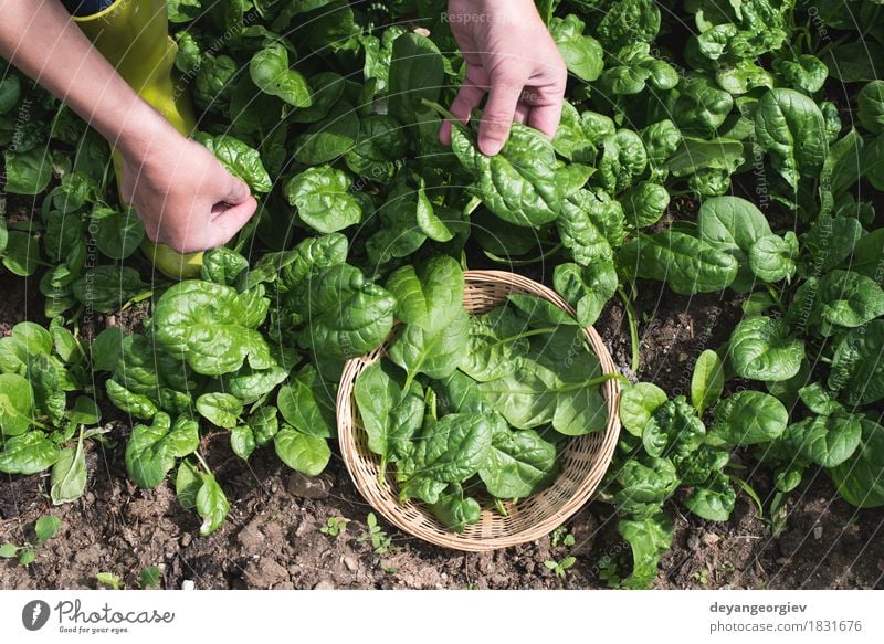 Spinat in einem Hausgarten auswählen Gemüse Garten Gartenarbeit Hand Natur Landschaft Pflanze Blatt Wachstum frisch natürlich grün organisch Kommissionierung